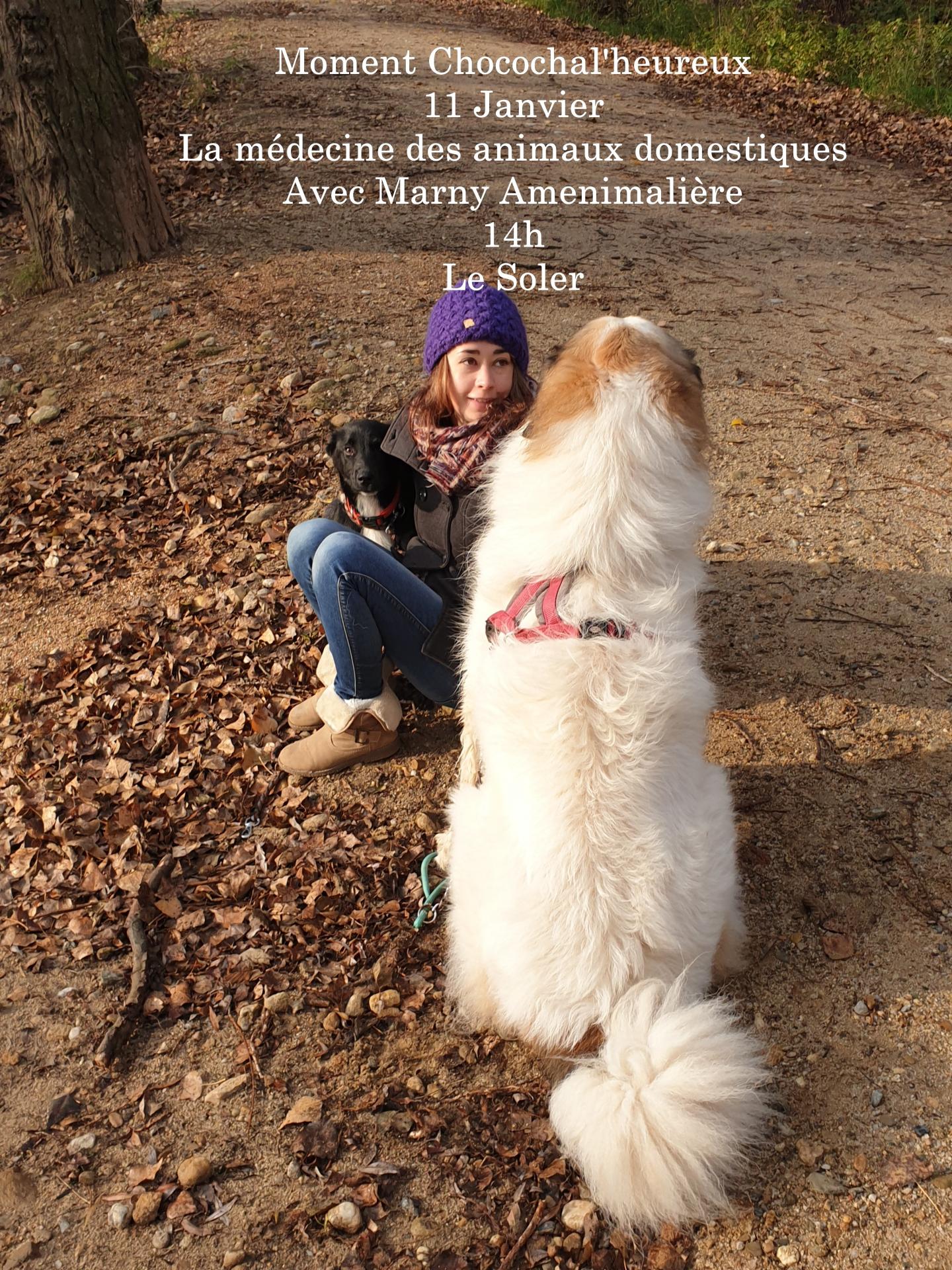Moment choco medecine des animaux domestique